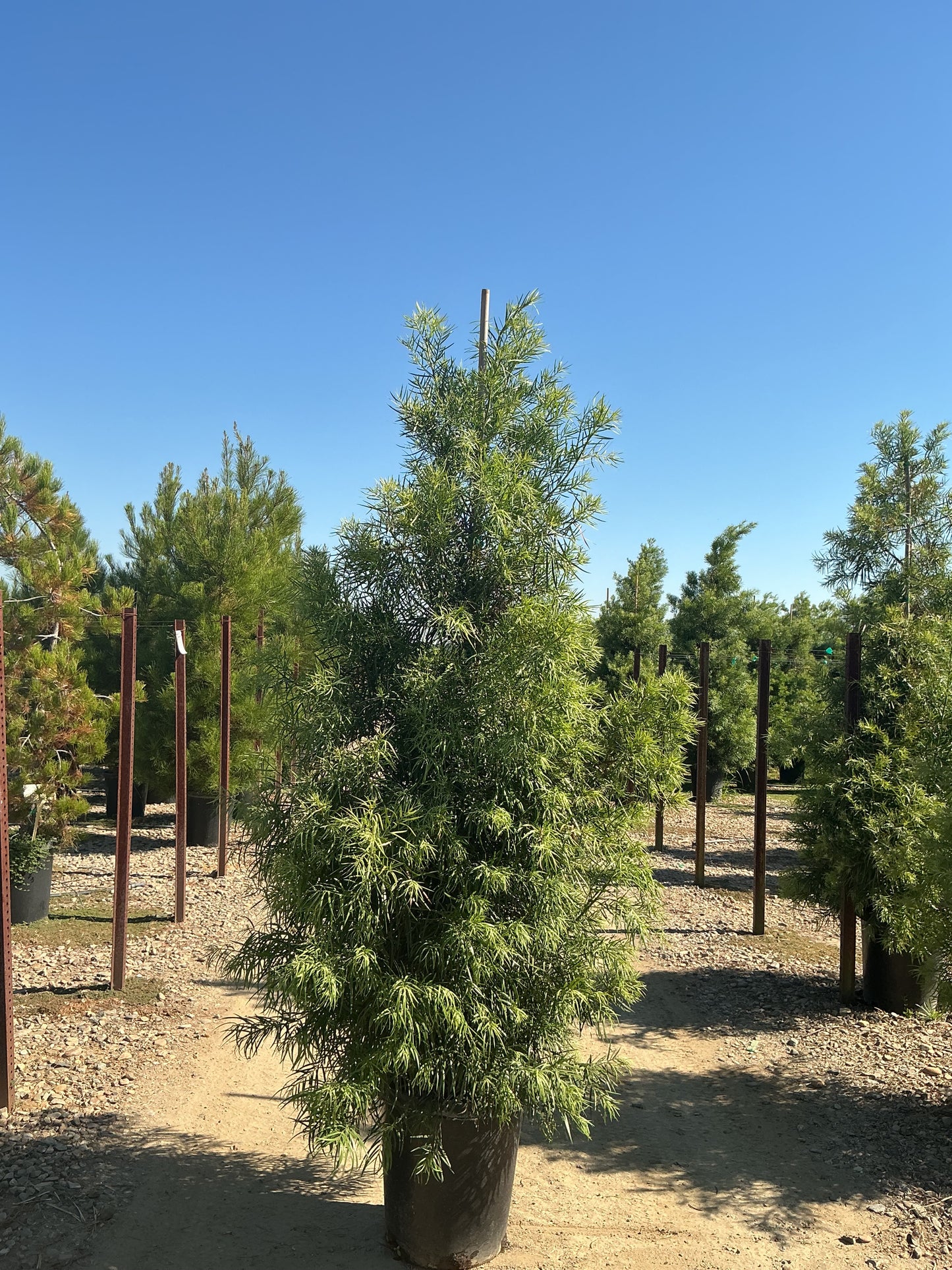 Podocarpus gracilior 15 Gallon PLUS 7.5’ tall x 2’ wide