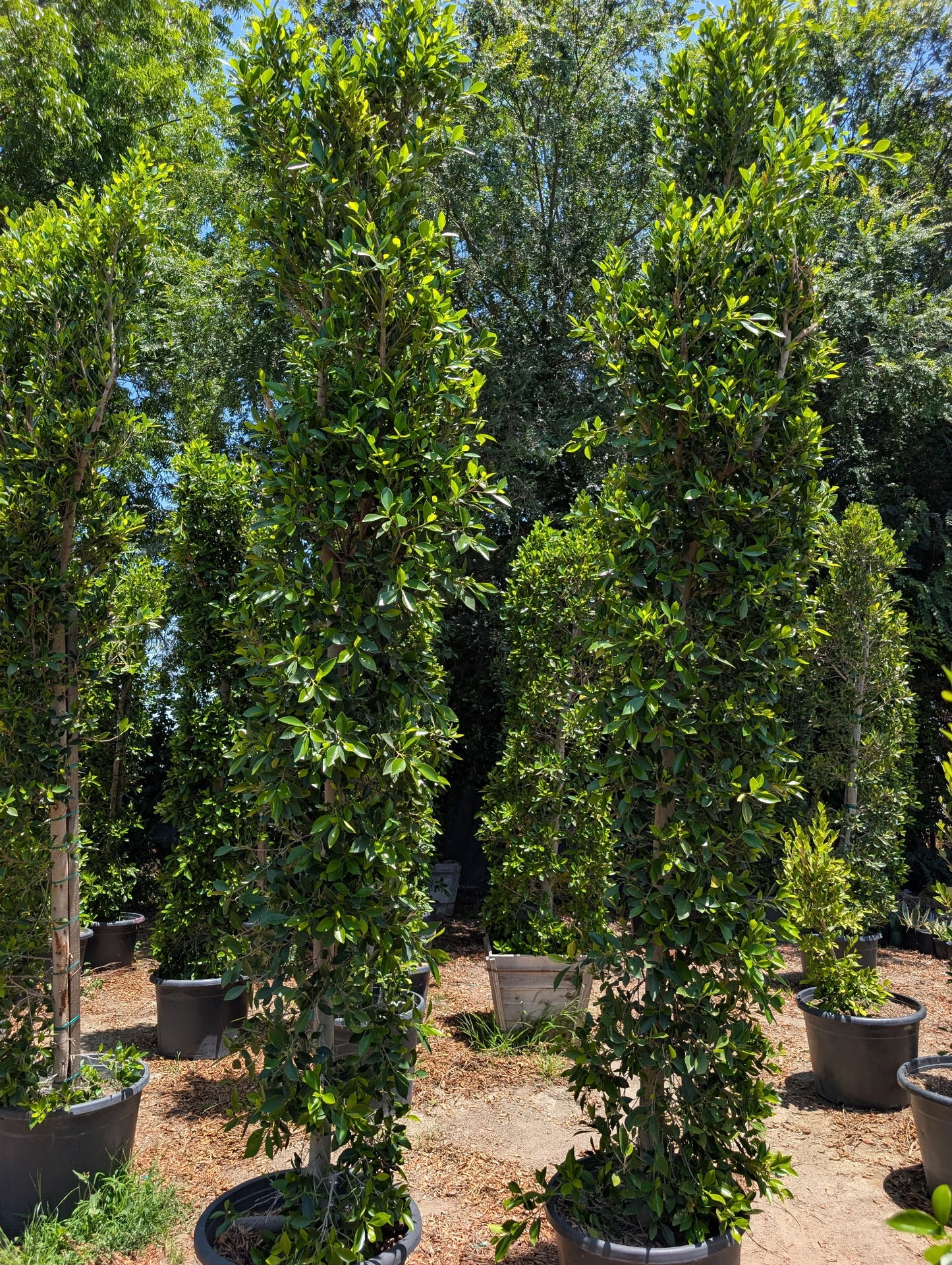 25 Gallon Ficus 'Nitida' COLUMN. 10+ Tall x 2 Wide