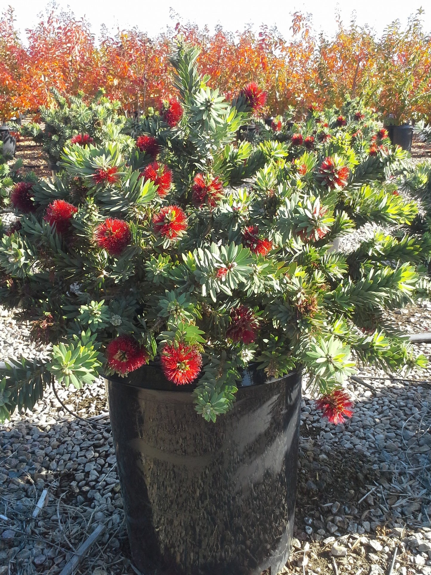 5g Callistemon little John