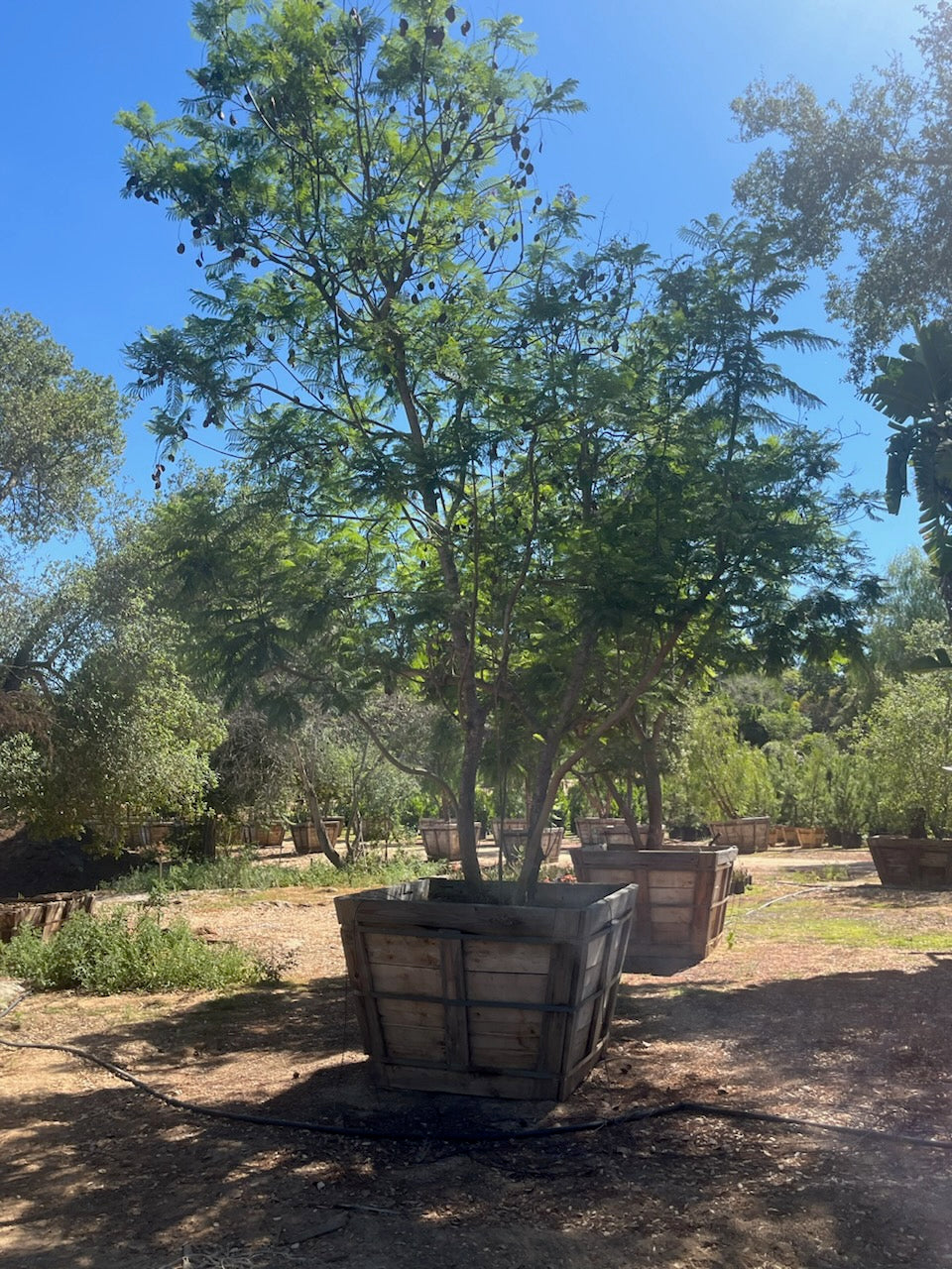 60" Box, Jacaranda Tree Jacaranda Multi