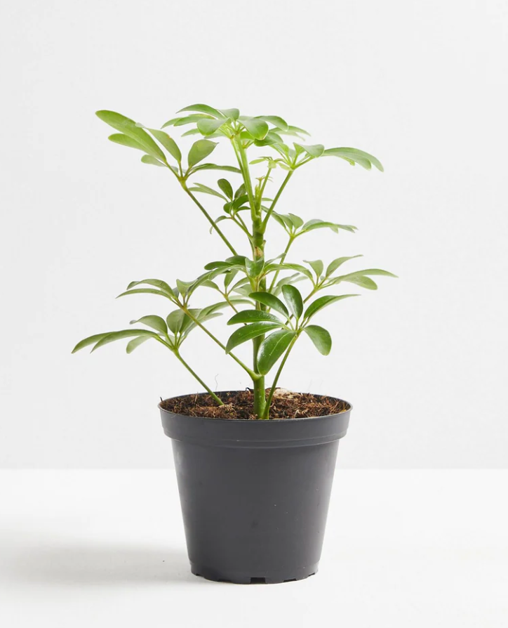 Schefflera Gold Capella Umbrella Tree (Schefflera Gold Capella)