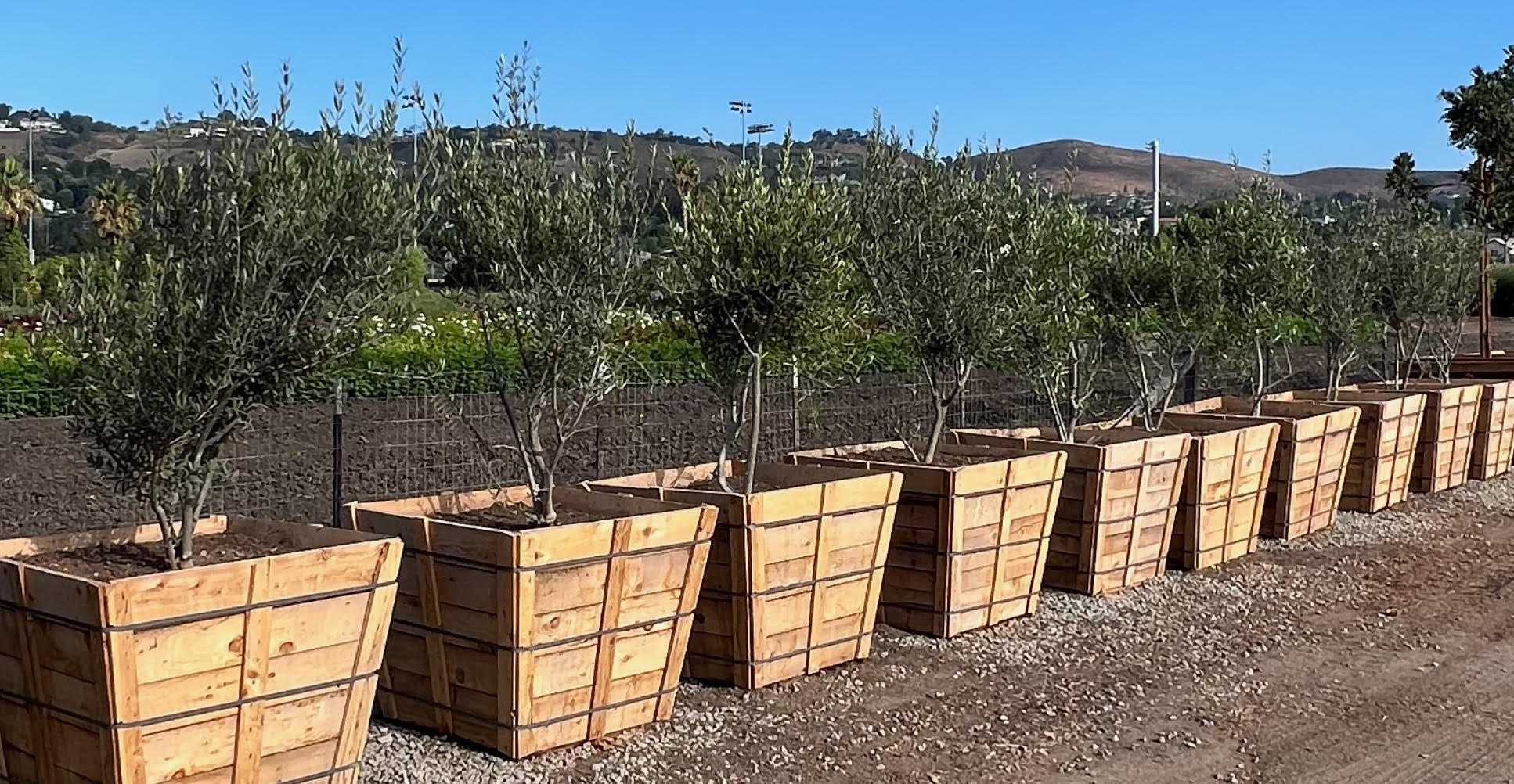 Olea europaea &lsquo;Wilsonii&rsquo; Multi - 36&quot; Box, 7.5' tall x 4' wide 