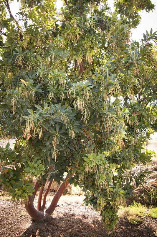 Discover the Marina Strawberry Tree (Arbutus 'Marina'): The Perfect Addition to Your Garden