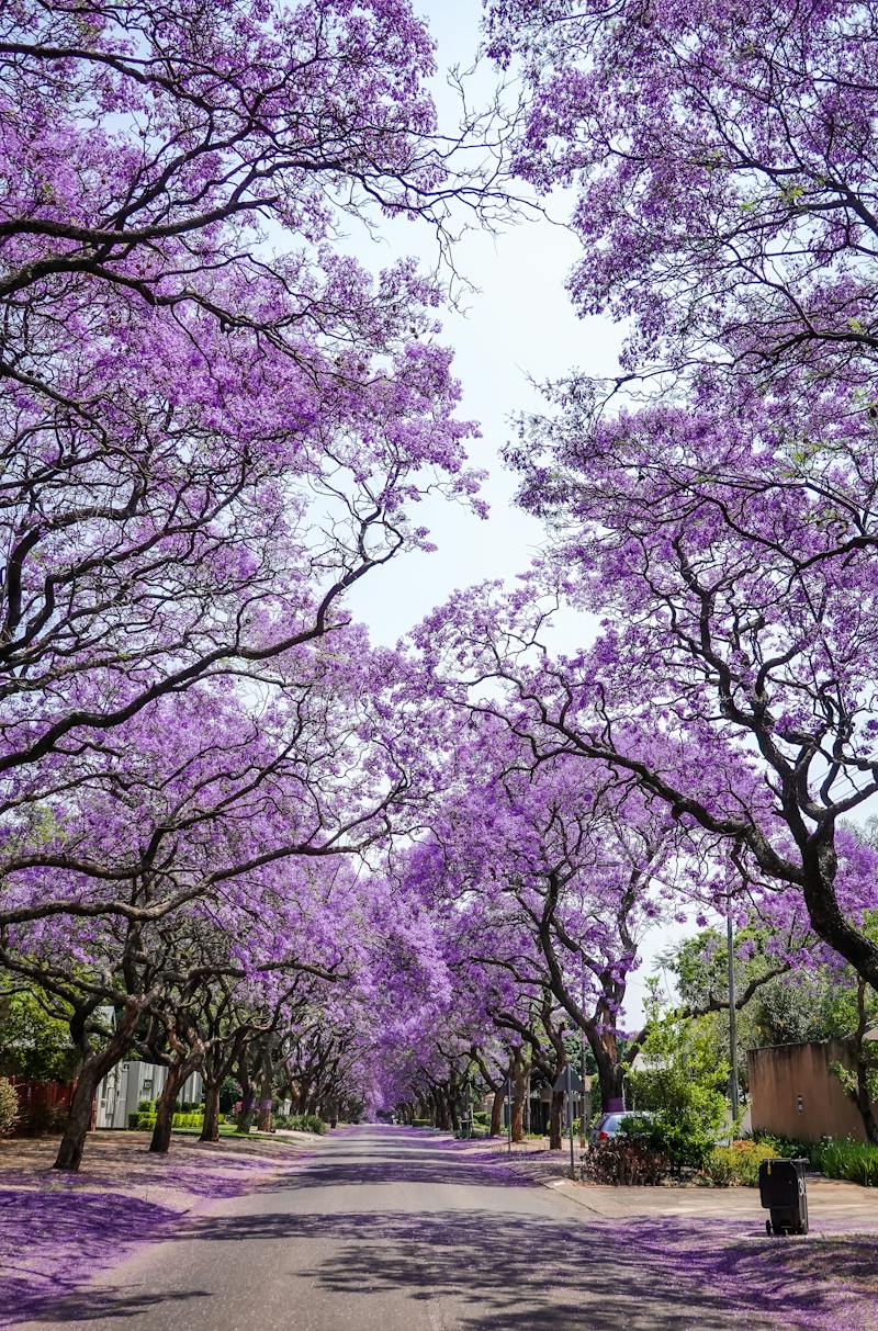 Landscape Plants and Trees