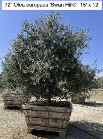 Swan Hill Olives® Fruitless Olive Tree