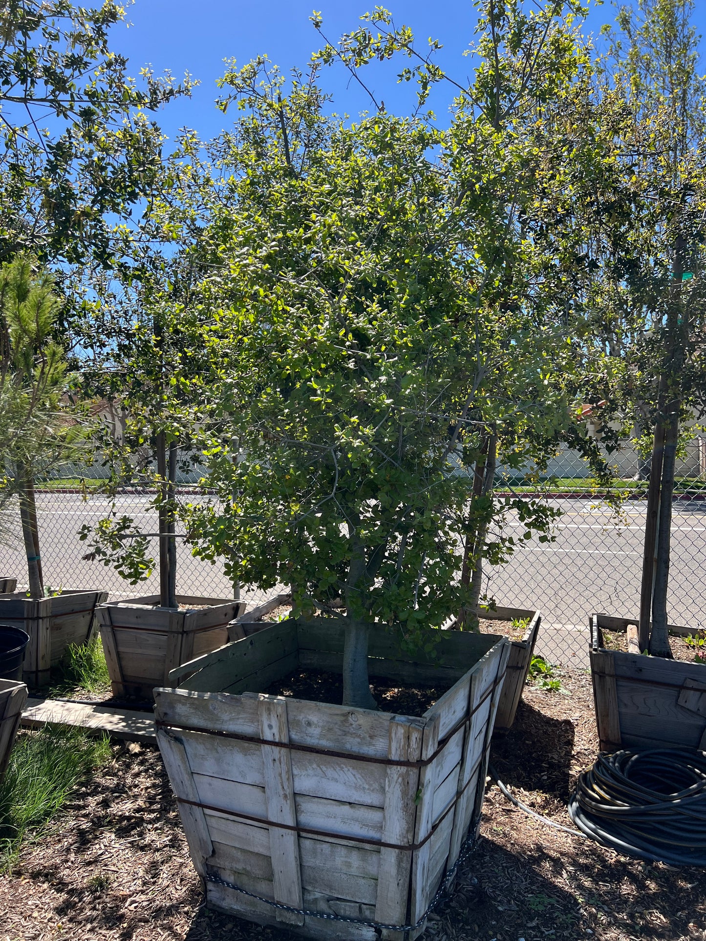 Coast Live Oak (Quercus Agrifolia) Standard 36” Box