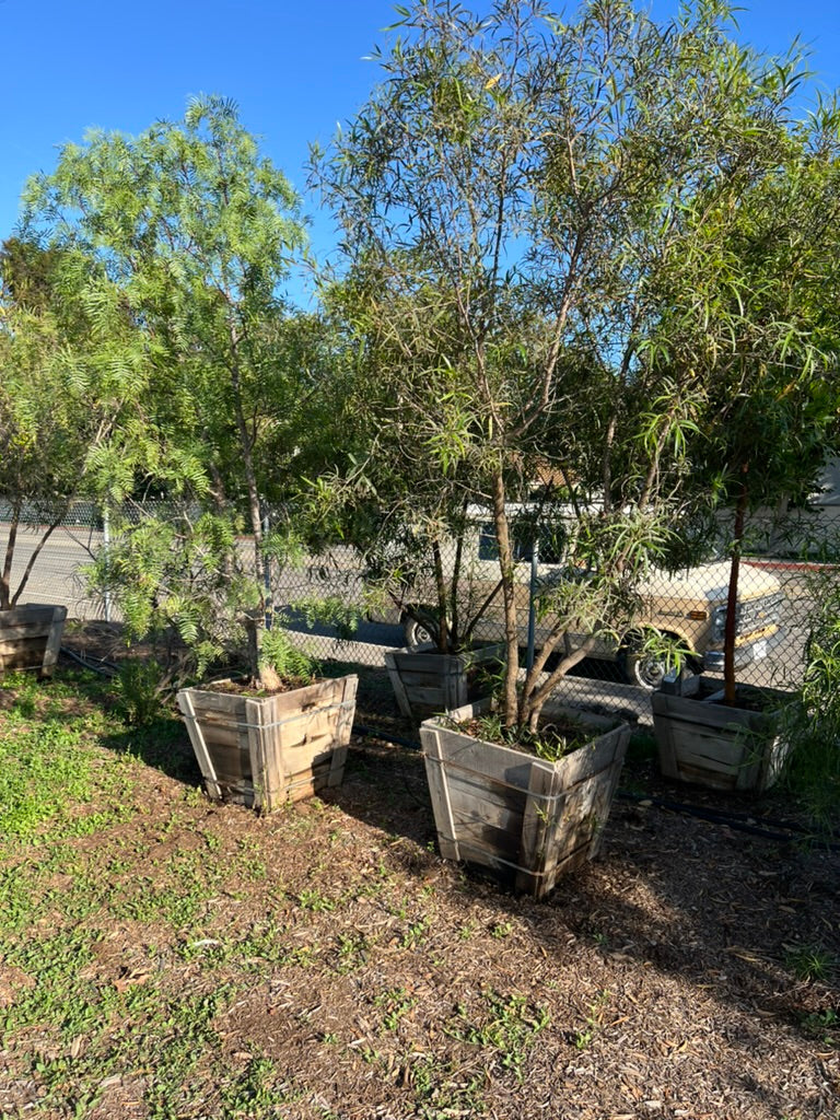 African Sumac (Rhus Lancea) 24" Box Tree