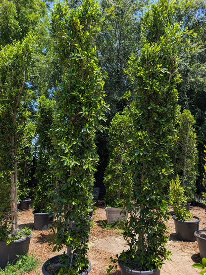 25 Gallon Ficus 'Nitida' COLUMN. 10+ Tall x 2 Wide