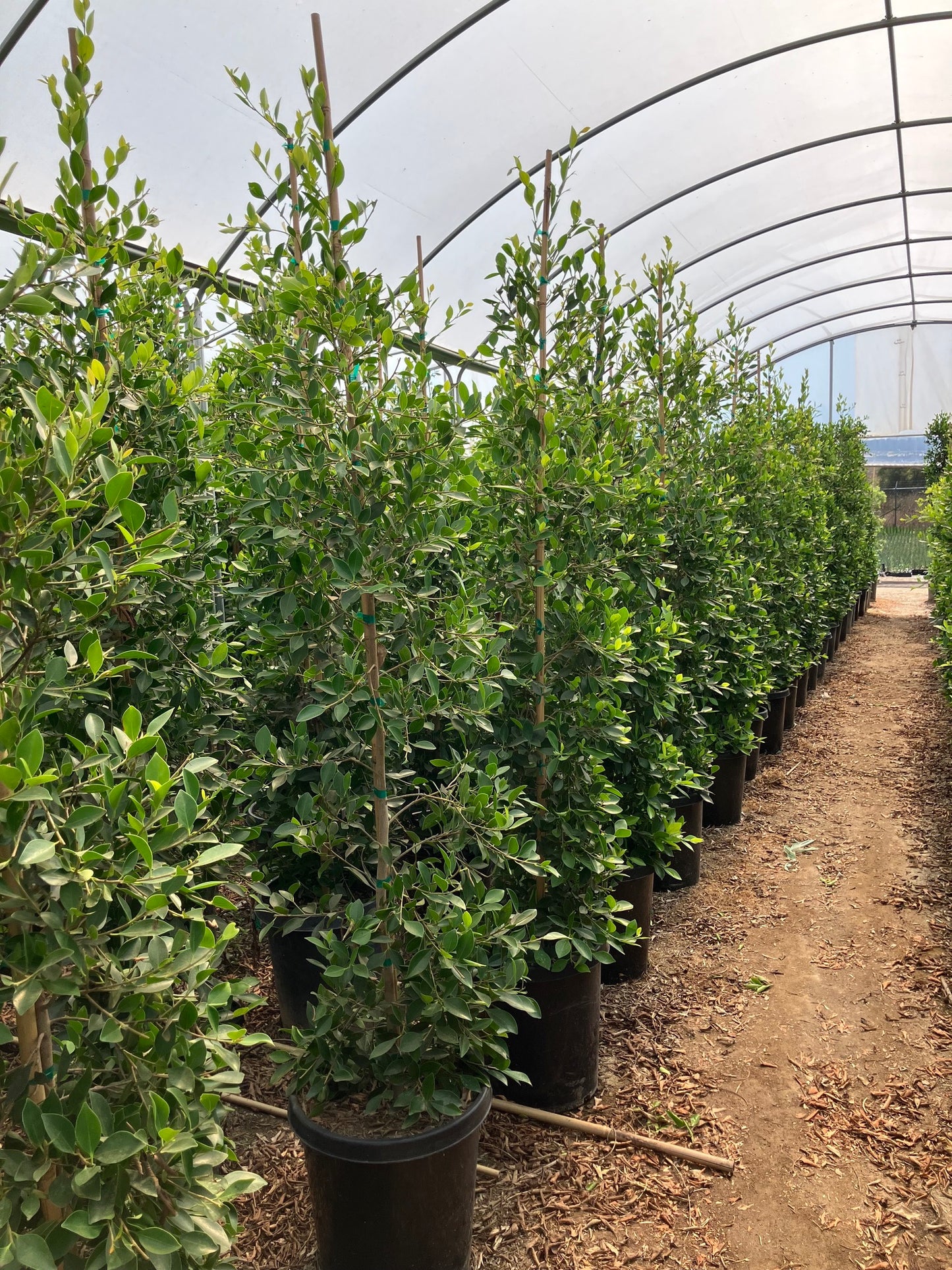 15 Gallon Ficus 'Nitida' COLUMN.  8'+ Tall x 2 Wide