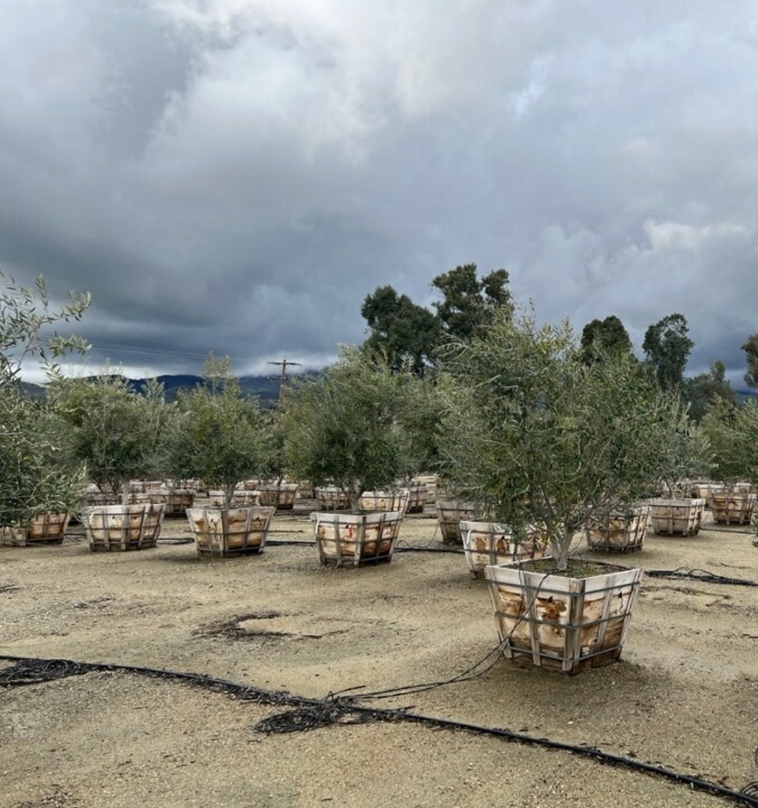 36" Swan Hill Olives® Fruitless Olive Tree