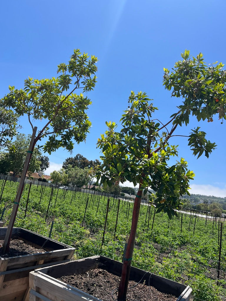 Strawberry Tree (Arbutus ‘Marina’)