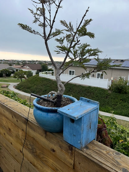 "Bonsai" :: Jacaranda 'Blue' :: Collectors Plant Special Ornamental