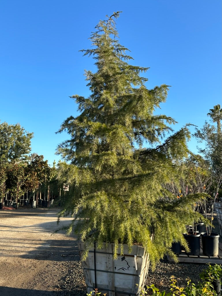 Deodar Cedar 36”