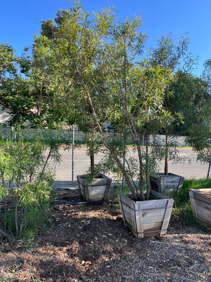 African Sumac (Rhus Lancea) 24" Box Tree