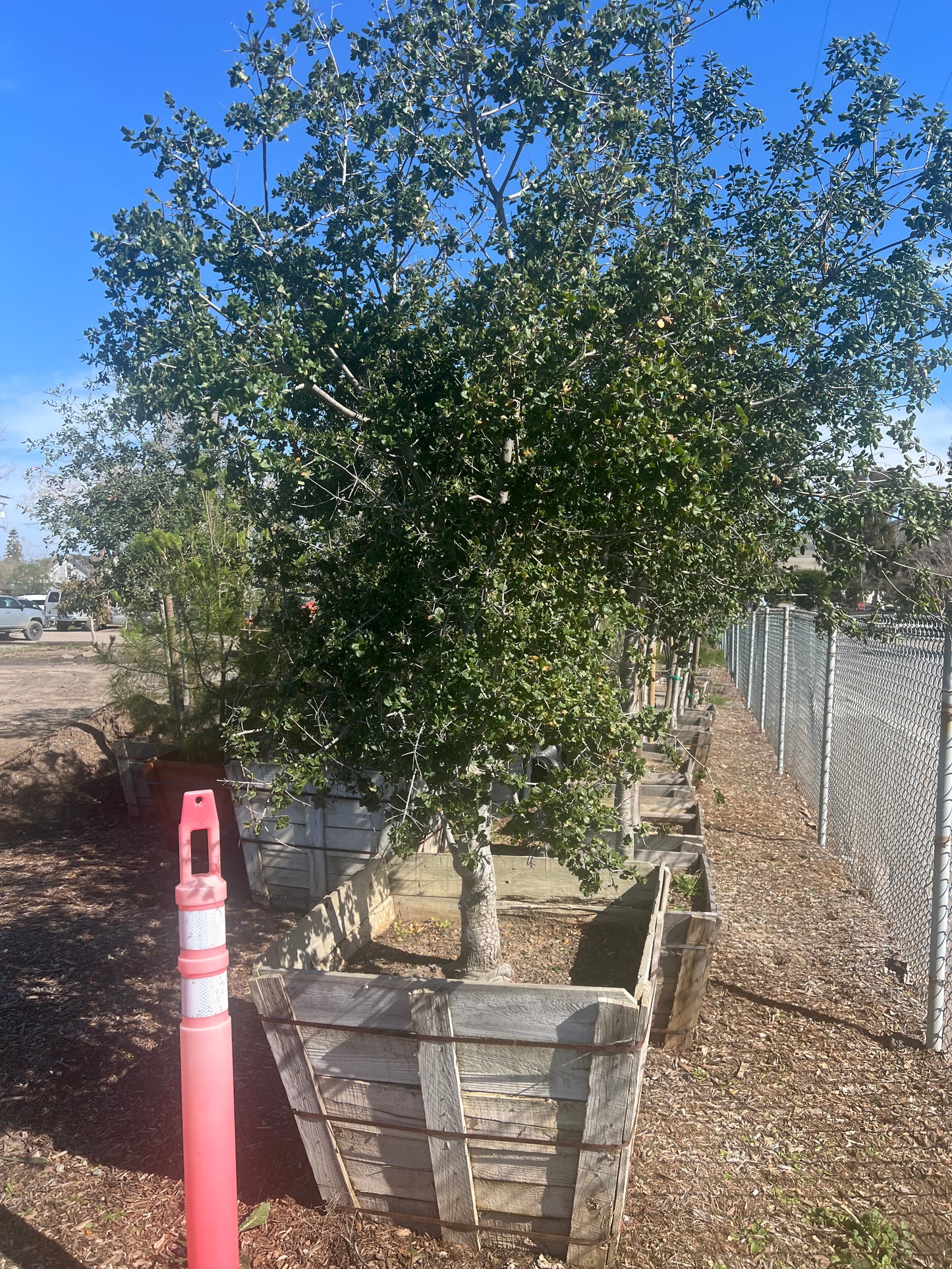 Coast Live Oak (Quercus Agrifolia) Standard 36” Box