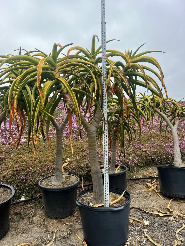 Aloe barberae (bainesii) 24" Box, 5-6' x 3-3.5'