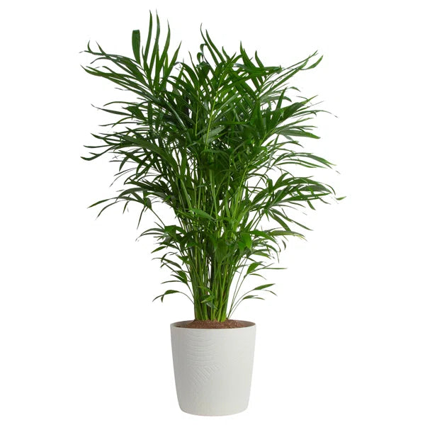 Areca Palm (Dypsis lutescens)