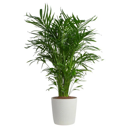 Areca Palm (Dypsis lutescens)