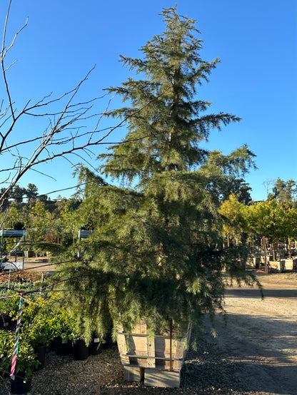 Deodar Cedar 36”