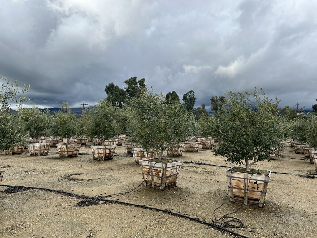 Swan Hill Olives® Fruitless Olive Tree