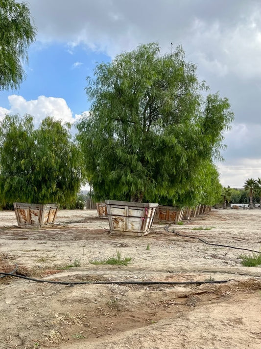 California Pepper Tree (Schinus Molle)