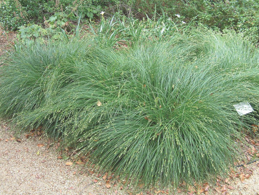 1g Carex divulsa