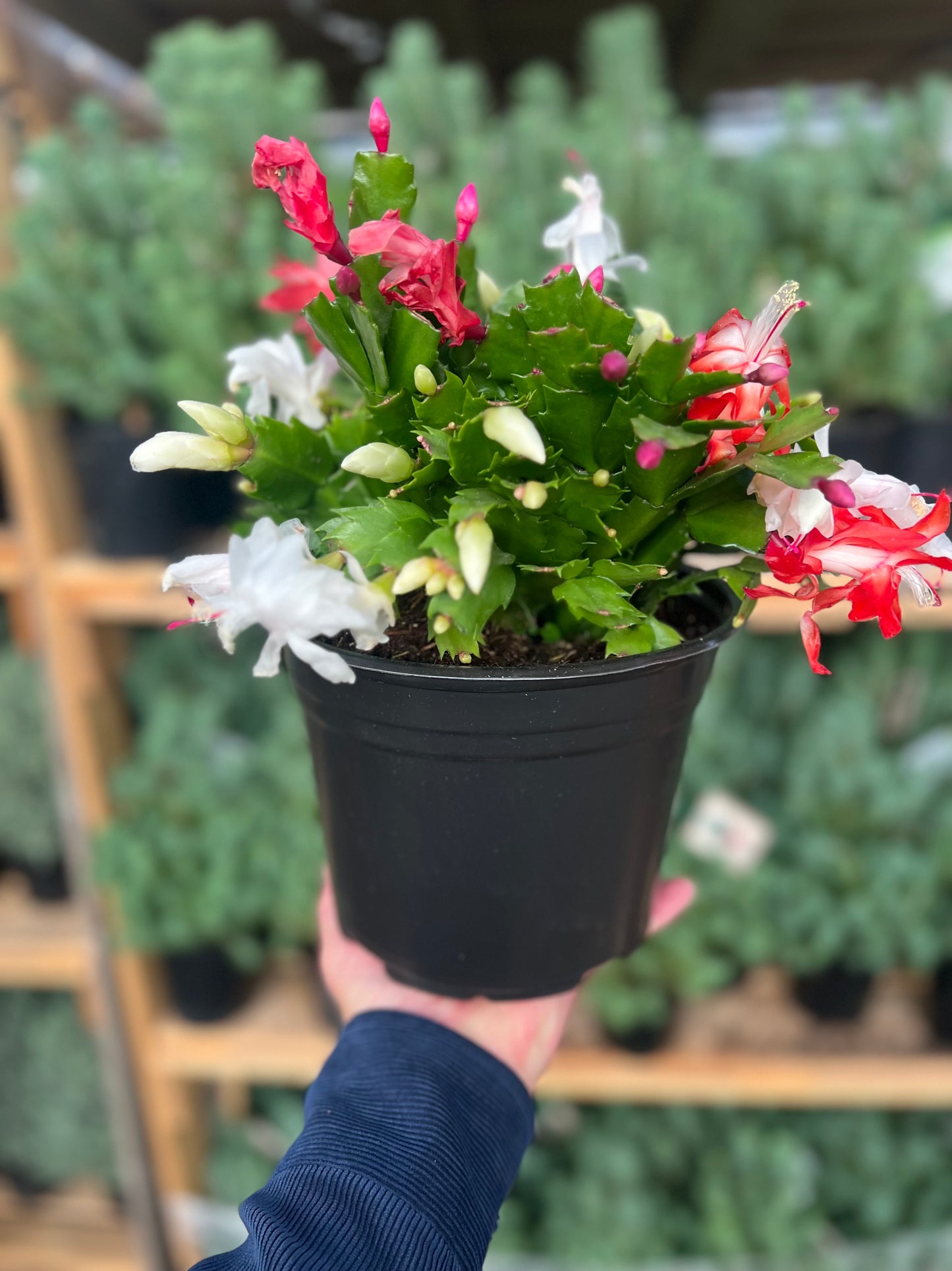 Red and White Christmas Cactus