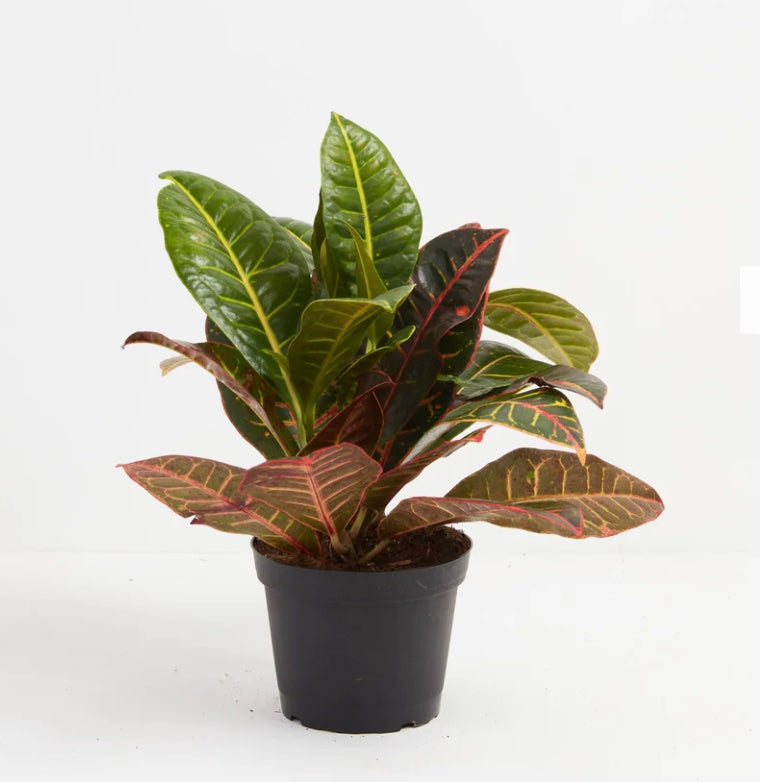 Croton Petra (Codiaeum variegatum 'Petra')