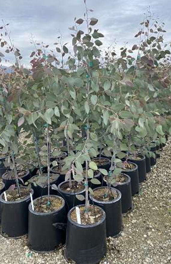 Eucalyptus prava