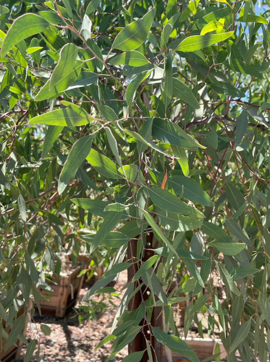 Eucalyptus sideroxylon 'Rosea'