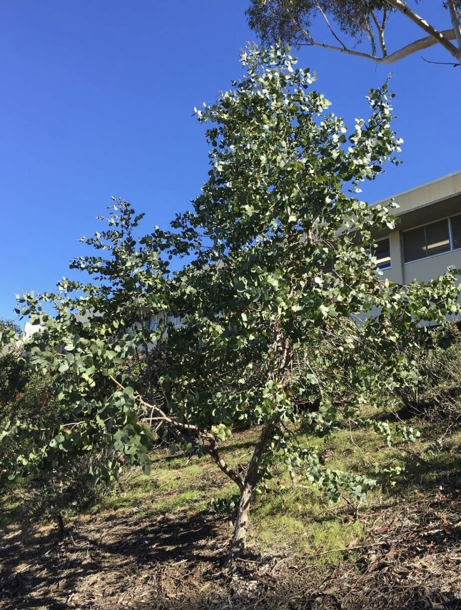 Eucalyptus neglecta