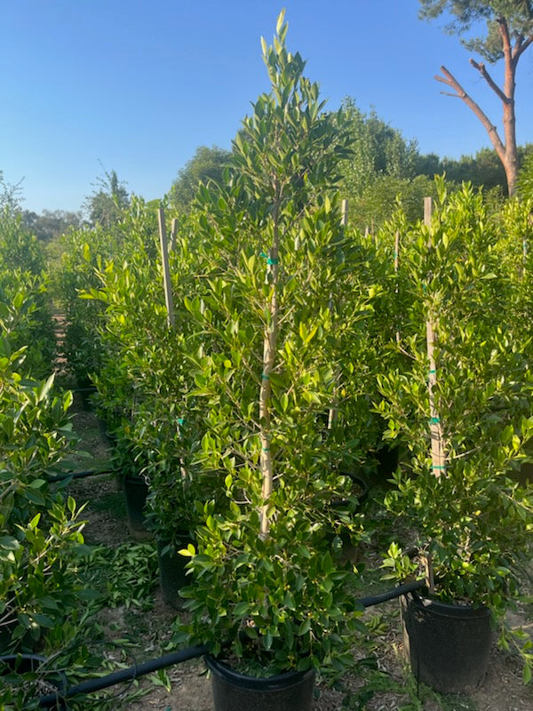 15 Gallon Ficus 'Nitida' COLUMN.  8'+ Tall x 2 Wide