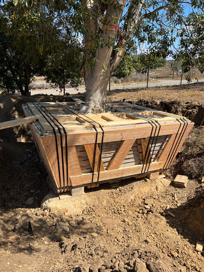 Ficus Nitida :: LARGE BOX TREES :: 96", 120", 144"