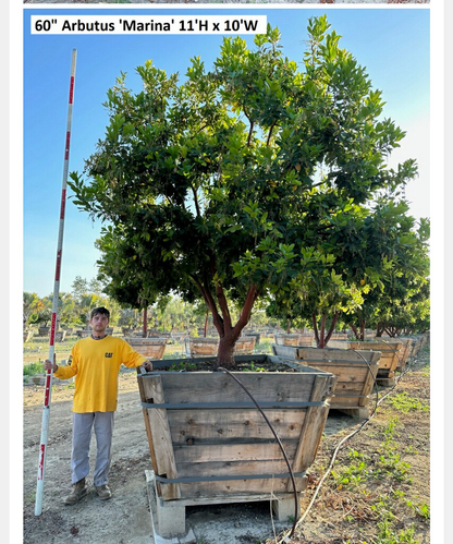 Strawberry Tree (Arbutus ‘Marina’)