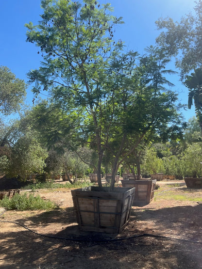 60" Box,  Jacaranda Tree Jacaranda  Multi