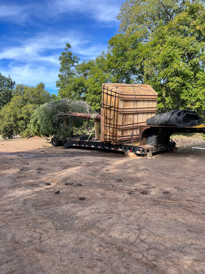 Ficus Nitida :: LARGE BOX TREES :: 96", 120", 144"