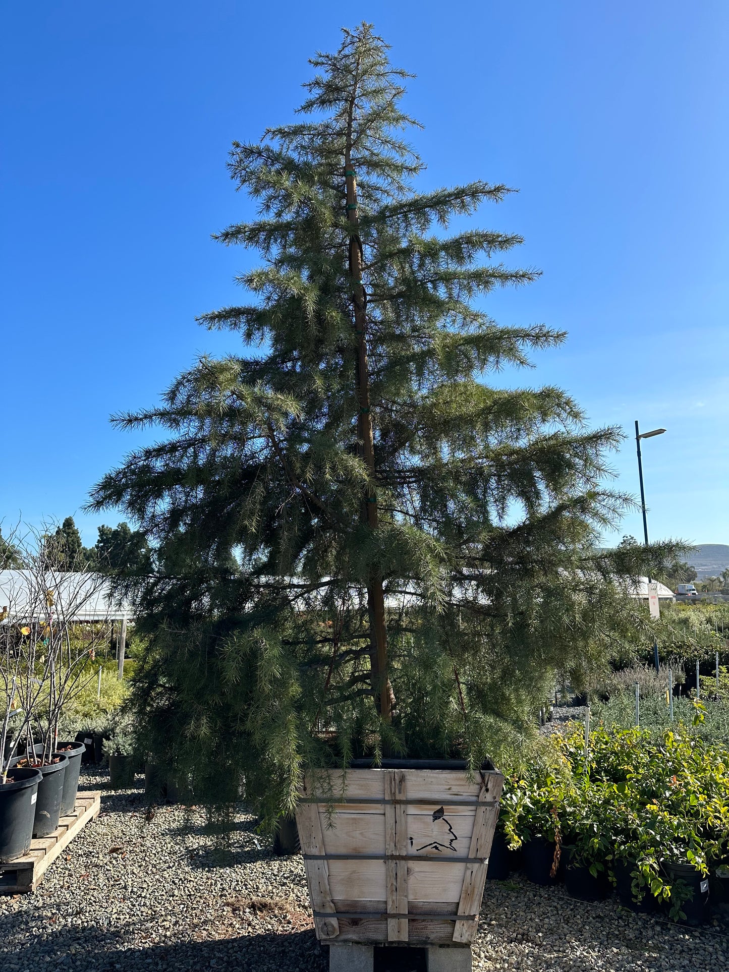 Deodar Cedar 36”