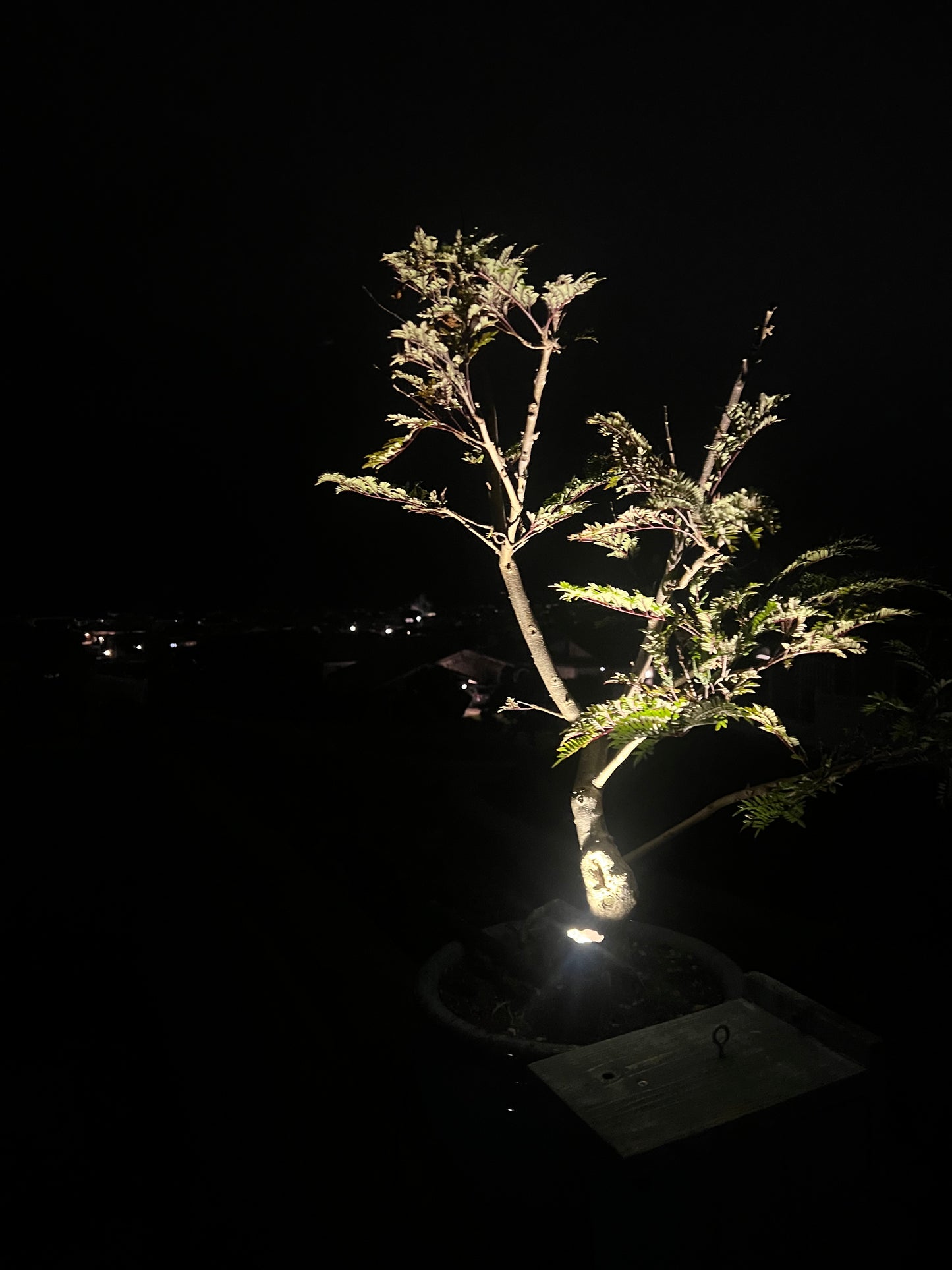 "Bonsai" :: Jacaranda 'Blue' :: Collectors Plant Special Ornamental