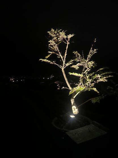 "Bonsai" :: Jacaranda 'Blue' :: Collectors Plant Special Ornamental