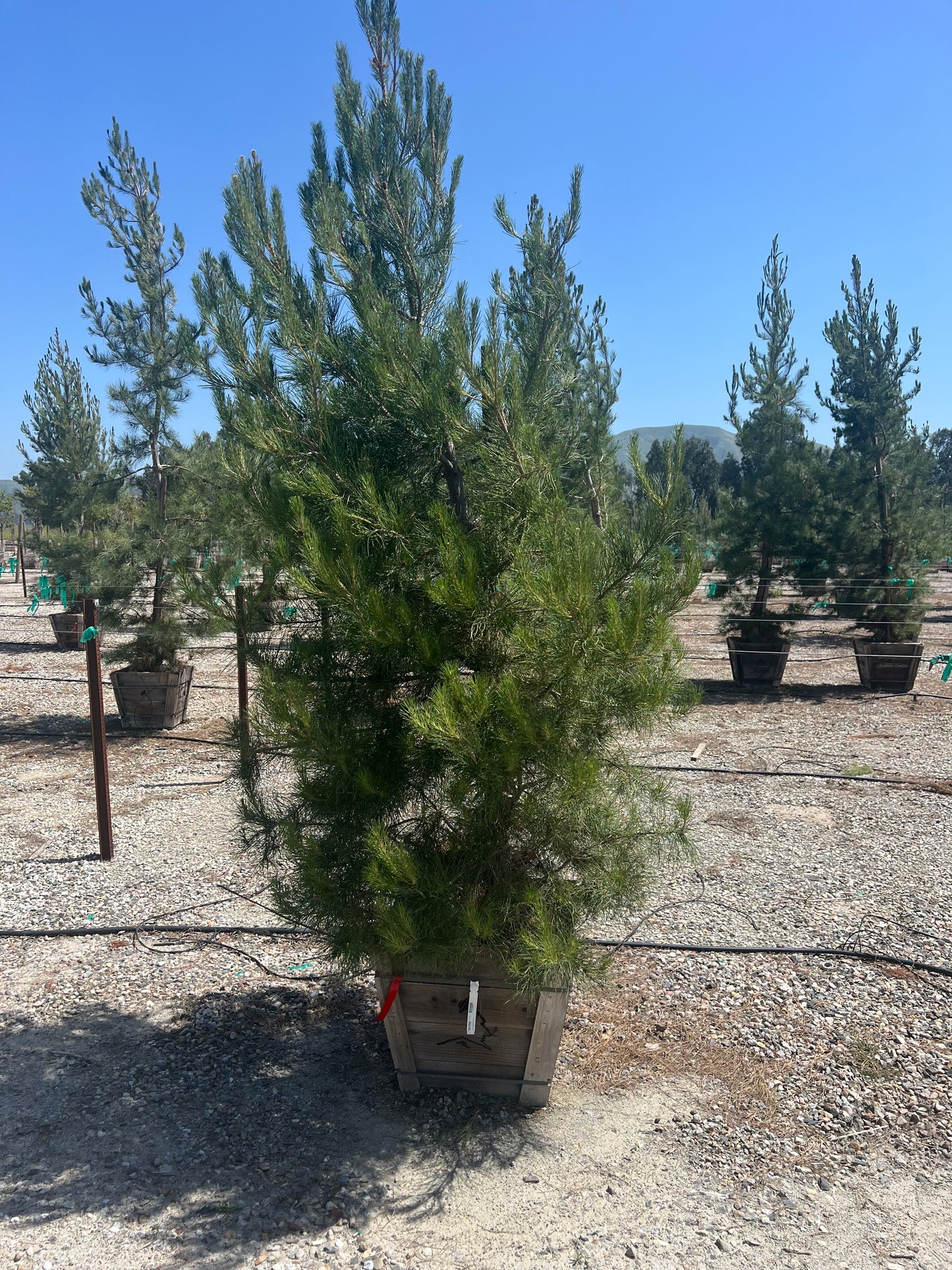 Pinus halepensis, Aleppo pine 24" Box