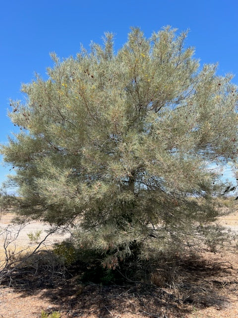 Acacia aneura Mulga Pine