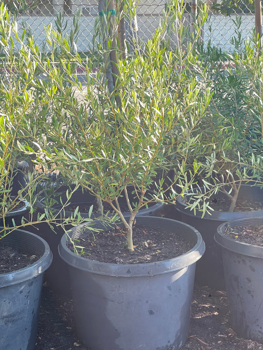 Wilson Olive Tree- Olea europaea 'Wilsoni' Multi
