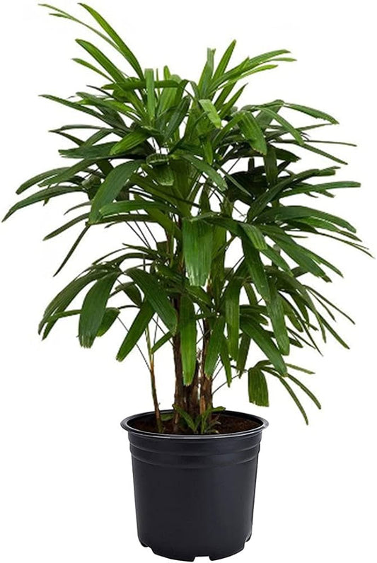 Lady Palm (Rhapis excelsa)