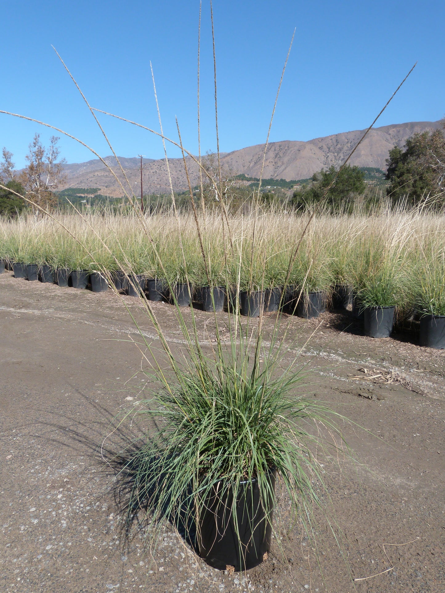 1g Muhlenbergia rigens