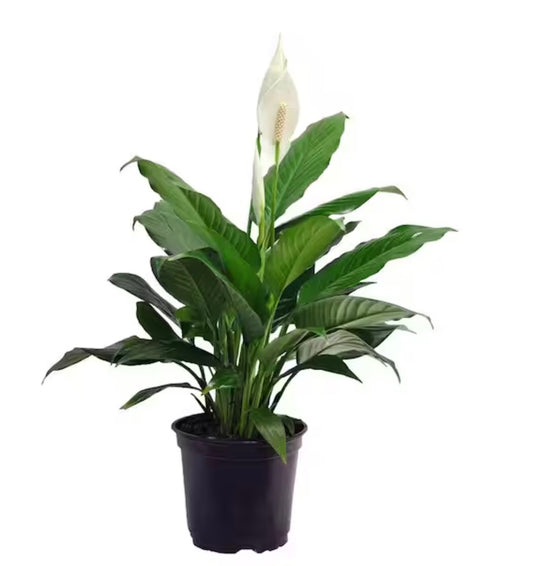 Peace Lily (Spathiphyllum)