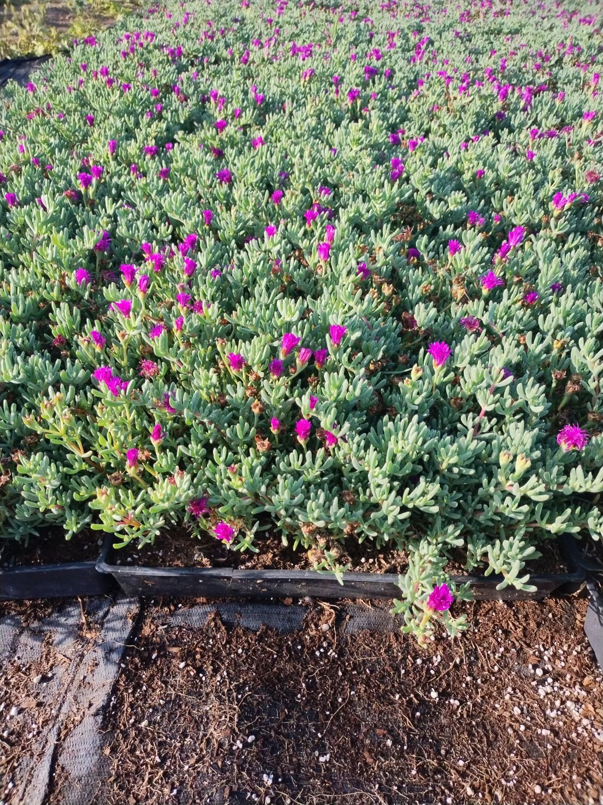 Flat, Trailing Ice Plant , Lampranthus multiradiatus – Better Together