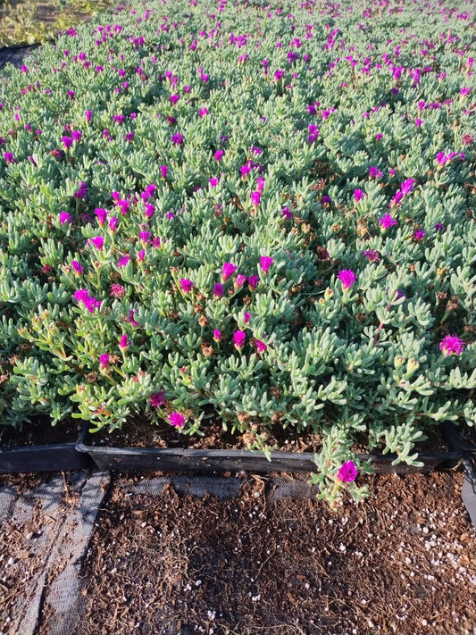 Flat, Trailing Ice Plant , Lampranthus multiradiatus