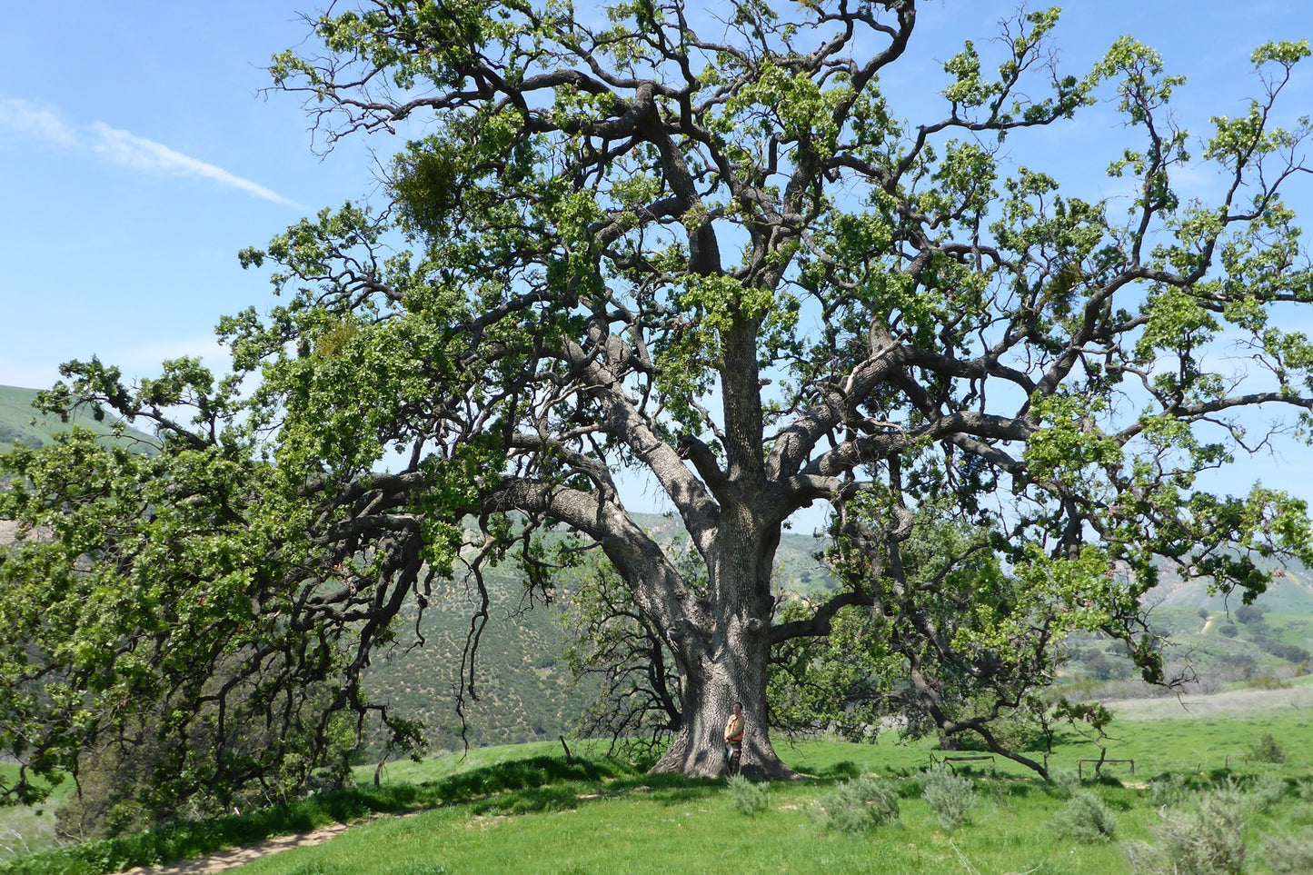 Coast Live Oak (Quercus agrifolia)