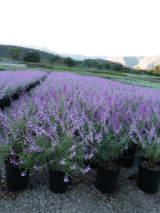 5g Salvia leucantha