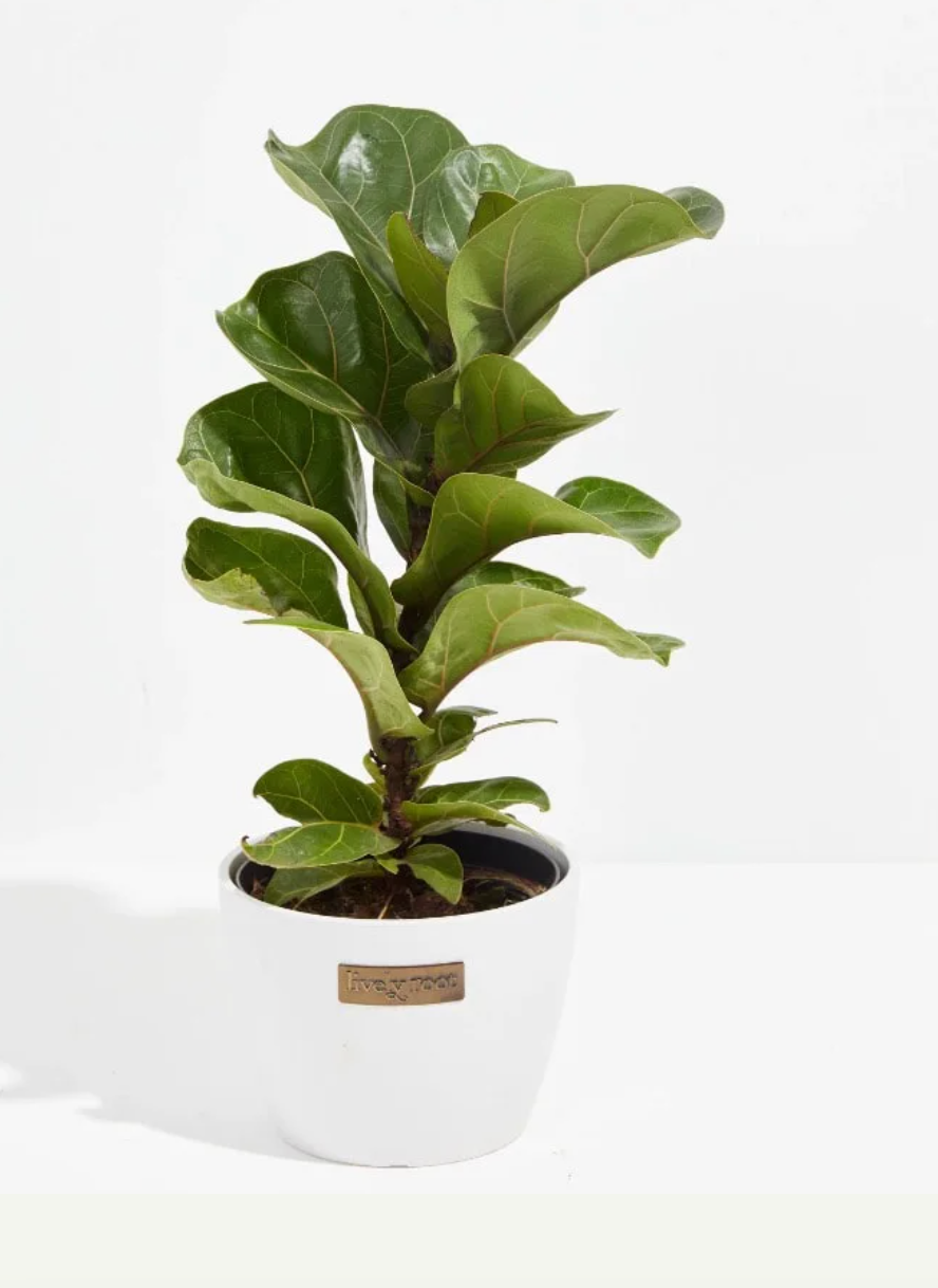 Fiddle Leaf Fig (Ficus lyrata)